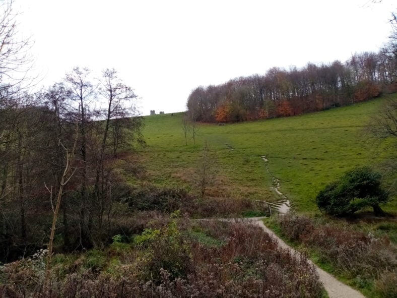 Box Copse woodland
