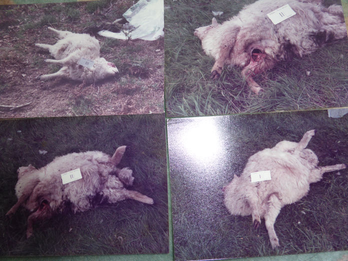 Attacked: Sheep in nearby field